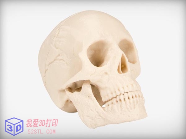 人类头骨真实比例-3d打印模型stl免费下载-百度网盘云【我爱3D打印】