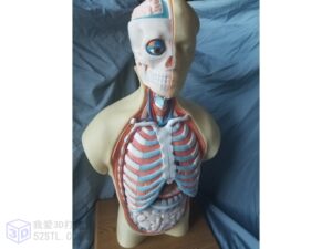 3D打印模型stl-人体躯干解剖3D模型-【我爱3D打印】