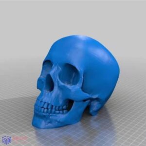 人体头骨模型-3d打印模型stl-【我爱3D打印】
