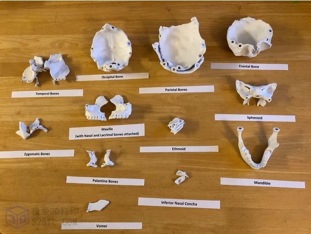 图片[3]-全尺寸解剖学18 片磁性人头骨模型-3d打印stl模型库-3D打印模型stl-百度网盘下载【我爱3D打印】