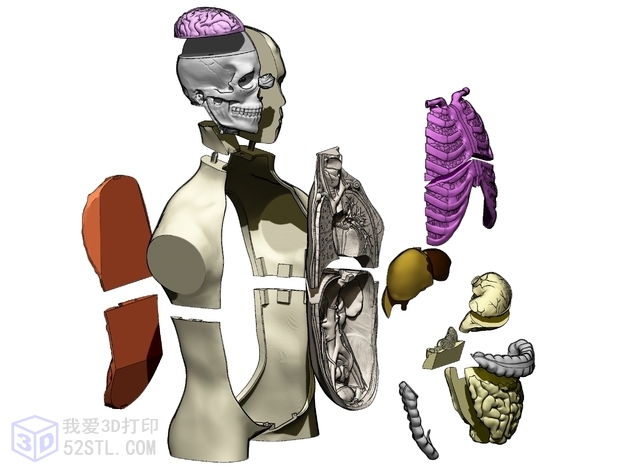 图片[5]-人体躯干解剖3D模型-3d打印stl模型库-3D打印模型stl-百度网盘下载【我爱3D打印】
