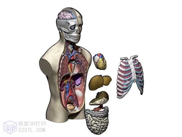 图片[4]-人体躯干解剖3D模型-3d打印stl模型库-3D打印模型stl-百度网盘下载【我爱3D打印】