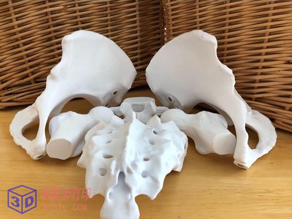 6片磁性女性骨盆模型-3d打印模型stl实物图