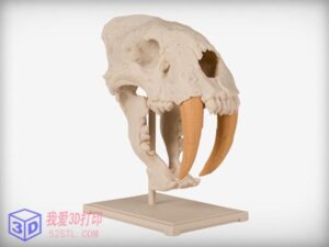 剑齿虎头骨模型-3d打印模型stl下载-【我爱3D打印】