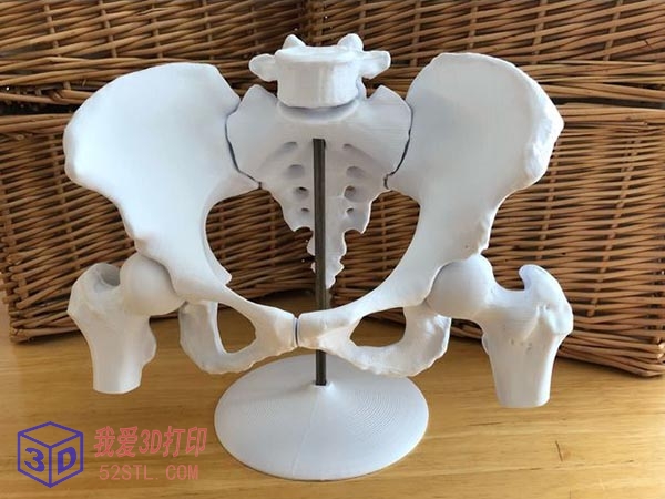 6片磁性女性骨盆模型-3d打印模型stl实物图